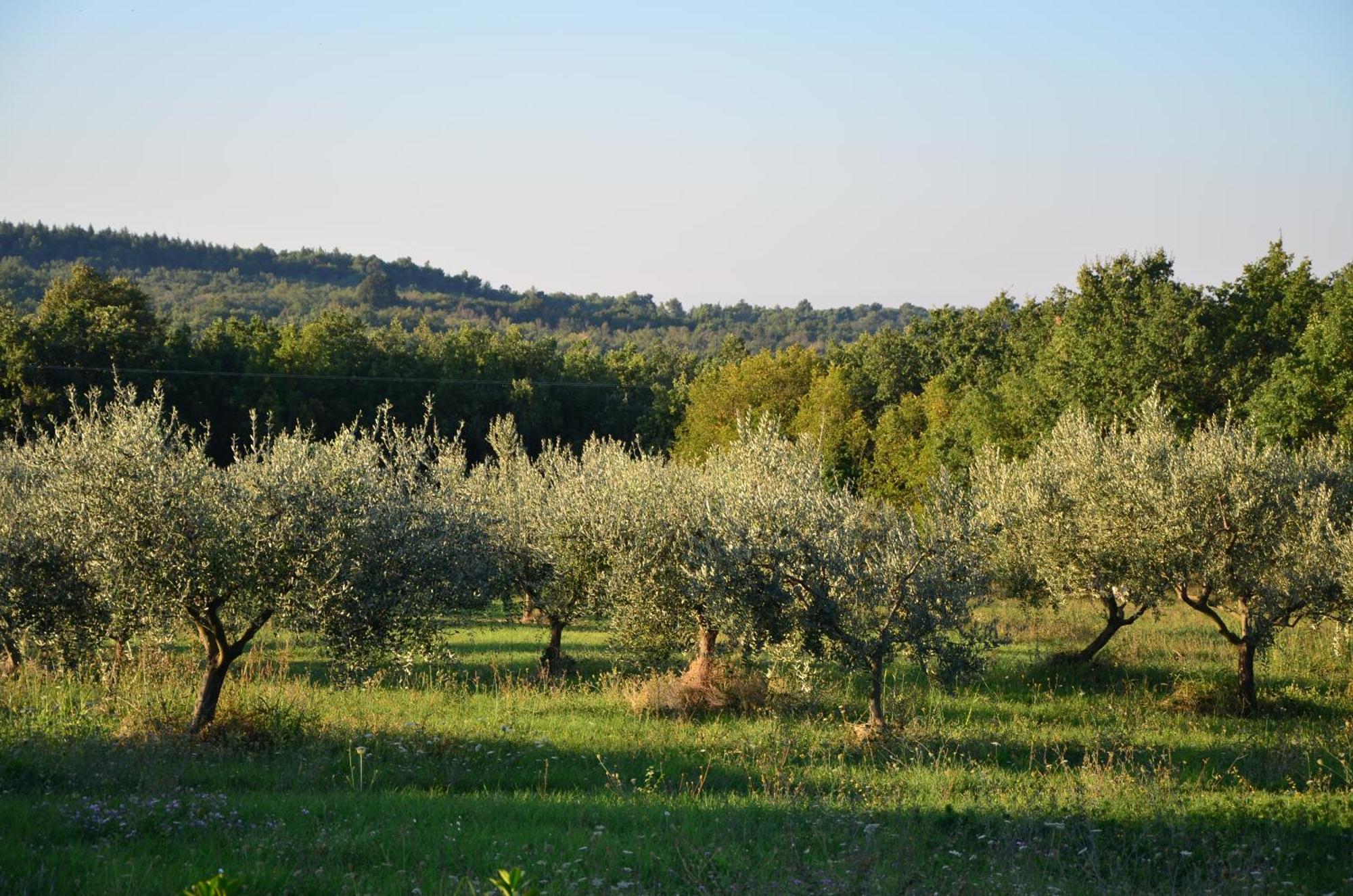 Villa Olivetta By Istrian Country Houses Barat  Kültér fotó